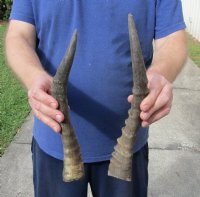 2 piece lot of male Blesbok horns, 12 - 13-1/4 inches for $24/lot