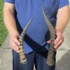 2 piece lot of male Blesbok horns, 12-1/2 and 16 inches. You are buying the 2 horns shown for $24/lot
