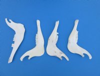 4 piece lot of Blesbok Jaw bones (damliscus dorcas phillipsi) 8" to 9" long $14/lot
