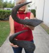 2 piece lot of blue wildebeest horns, 16-1/4 and 18 inches measured around curve - you are buying the horns pictured for $25/lot  