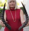 2 African Impala Horns with bone core (Not a Pair) measuring 19 inches and 17 inches long (not a pair). You are buying the 2 pictured for $28
