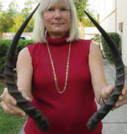 2 African Impala Horns with bone core (Not a Pair) measuring 19 inches and 20 inches long (not a pair) for $28