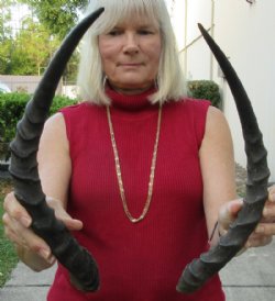 2 African Impala Horns with bone core (Not a Pair) measuring 19-1/4 inches and 20-1/4 inches long (not a pair) for $28