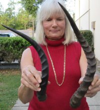 2 African Impala Horns with bone core (Not a Pair) measuring 21 inches and 17 inches long (not a pair). You are buying the 2 pictured for $28