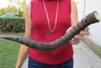 2 African Impala Horns with bone core (Not a Pair) measuring 21 inches and 17 inches long (not a pair). You are buying the 2 pictured for $28