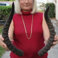 2 African Impala Horns with bone core (Not a Pair) measuring 19 and 19-1/2 inches long (not a pair). You are buying the 2 pictured for $28 