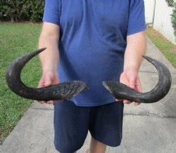 2 piece lot of blue wildebeest horns, 15-1/2 and 18 inches measured around curve for $25/lot  