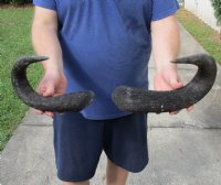 2 piece lot of blue wildebeest horns, 15-1/2 and 18 inches measured around curve for $25/lot  