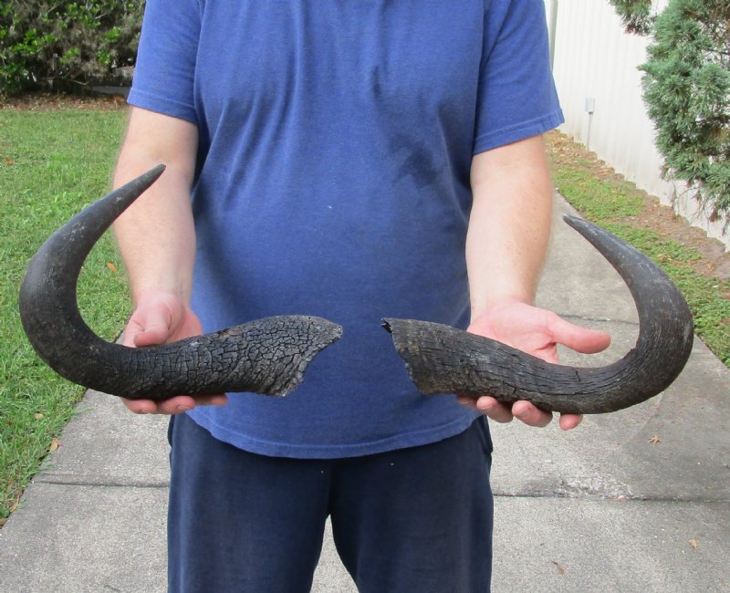 2 piece lot of blue wildebeest horns