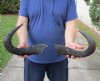 2 piece lot of blue wildebeest horns, 16 and 18-1/4 inches measured around curve - you are buying the horns pictured for $25/lot  