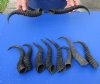 10 pc lot of African male springbok horns 8 to 11-3/4 inches - you are buying the ones pictured for $68/lot 