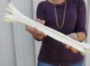 Camel leg bone for sale 16 inches - you are buying the camel bone pictured for $22