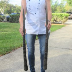 2 pc lot of Gemsbok Horns measuring 31 inches for $46