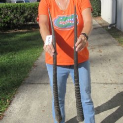 2 pc lot of Gemsbok Horns measuring 33 inches for $37.00