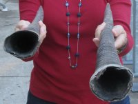 2 pc lot of Gemsbok Horns measuring 32 inches - Review all photos - You will receive the two horns pictured for $46