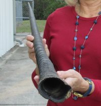 Gemsbok horn for making shofars 37  inches - you are buying the horn pictured for $26