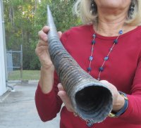 Gemsbok horn for making shofars 35 inches - you are buying the horn pictured for $26