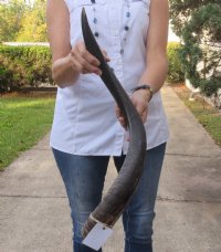 Polished Kudu horn for sale measuring 28 inches, for making a shofar.  You are buying the horn in the photos for $57