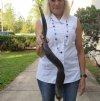 Polished Kudu horn for sale measuring 28 inches, for making a shofar.  You are buying the horn in the photos for $57