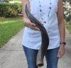 Polished Kudu horn for sale measuring 25 inches, for making a shofar.  You are buying the horn in the photos for $57
