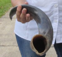Polished Kudu horn for sale measuring 25 inches, for making a shofar for $57