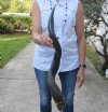 Polished Kudu horn for sale measuring 29 inches, for making a shofar.  You are buying the horn in the photos for $57