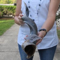 Polished Kudu horn for sale measuring 29 inches, for making a shofar for $57