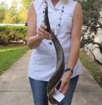 Polished Kudu horn for sale measuring 29 inches, for making a shofar for $57
