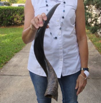 Polished Kudu horn for sale measuring 25 inches, for making a shofar for $40