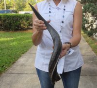Polished Kudu horn for sale measuring 25 inches, for making a shofar for $40