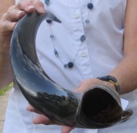 Polished Kudu horn for sale measuring 25 inches, for making a shofar for $40