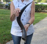 Polished Kudu horn for sale measuring 25 inches, for making a shofar.  You are buying the horn in the photos for $57