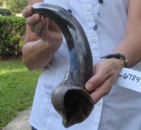 Polished Kudu horn for sale measuring 27 inches, for making a shofar for $57