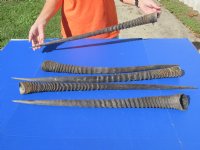 Five piece lot of Gemsbok Horns (Oryx gazelle) 28 to 32 inches long (You are buying the horns shown) for $110/lot