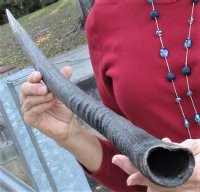 Gemsbok horn for making shofars 38-1/2 inches - you are buying the horn pictured for $29