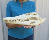 16-1/2  inches Authentic Nile Crocodile Skull for Sale - You are buying this one for $550.00 (CITIES #263852) (Shipped UPS Adult Signature Required)