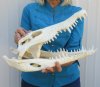 16 inches Real Nile Crocodile Skull for Sale from a 9 foot Croc. Has a small hole from the tooth puncture. - You are buying this one for $550.00 (CITES #263852) (Shipped UPS Adult Signature Required)