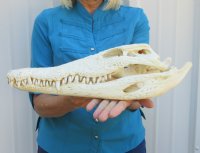 <font color=red>REDUCED PRICE - SALE!</font> 16 inches Real Nile Crocodile Skull for Sale from a 9 foot Croc for $375.00 (CITES #263852) (Shipped UPS Signature Required)