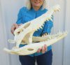 19-1/2 inches Authentic Nile Crocodile Skull for Sale -small hole in nose area. You are buying this one for $975.00 (CITIES #263852) (Shipped UPS Adult Signature Required)