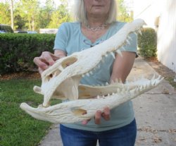 <font color=red>REDUCED PRICE - SALE!</font> 18 inches Authentic Nile Crocodile Skull for Sale for $495.00 (CITES #263852) (Shipped UPS Signature Required)