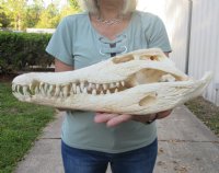 <font color=red>REDUCED PRICE - SALE!</font> 18 inches Authentic Nile Crocodile Skull for Sale for $495.00 (CITES #263852) (Shipped UPS Signature Required)