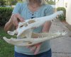15-1/2 inches Authentic Nile Crocodile Skull for Sale -You are buying this one for $450.00 (CITIES #263852) (Shipped UPS Adult Signature Required)