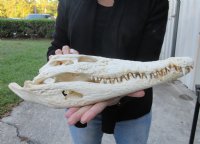 <font color=red>REDUCED PRICE - SALE!</font> 15-1/4 inches Authentic Nile Crocodile Skull for Sale for $325.00 (CITES #263852) (Shipped UPS Signature Required)