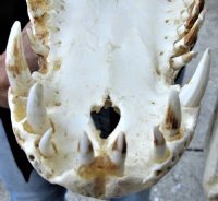 <font color=red>REDUCED PRICE - SALE!</font> 15-1/4 inches Authentic Nile Crocodile Skull for Sale for $325.00 (CITES #263852) (Shipped UPS Signature Required)