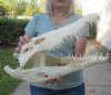 19  inches Authentic Nile Crocodile Skull for Sale - You are buying this one for $975..00 (CITIES #263852) (Shipped UPS Adult Signature Required)