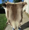 54 inches by 48 inches Finland Reindeer Hide, Skin, farm raised - You are buying this one for $155