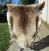54 inches by 53 inches Finland Reindeer Hide, Skin, farm raised - You are buying this one for $155