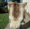 52 inches by 47 inches Finland Reindeer Hide, Skin, farm raised - You are buying this one for $155