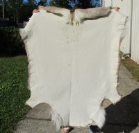 52 inches by 47 inches Finland Reindeer Hide, Skin, farm raised - You are buying this one for $155