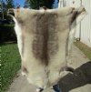 51 inches by 48 inches Finland Reindeer Hide, Skin, farm raised - You are buying this one for $155